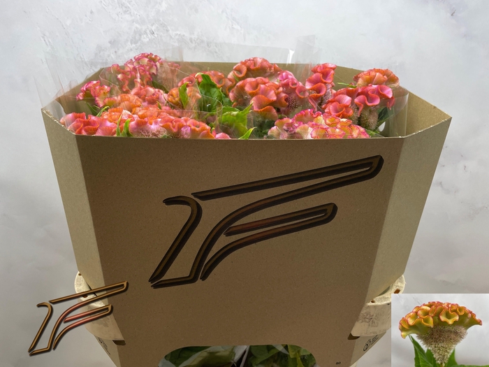 <h4>CEL C BAR BOSSA</h4>