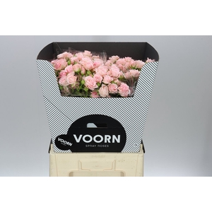 Rosa Tr Aerobic