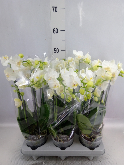 <h4>Phalaenopsis multi. 'Starrion'</h4>