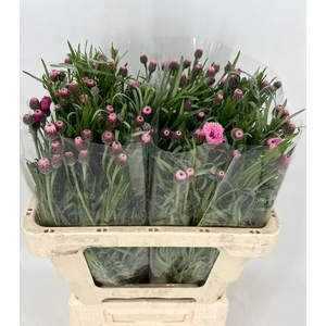 Centaurea Pink