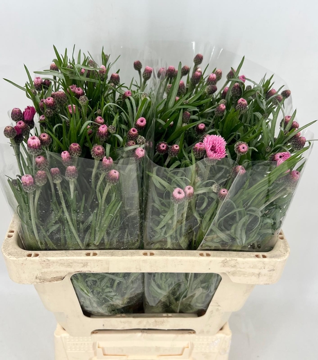 <h4>Centaurea Pink</h4>