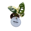 Monstera obliqua Leichtlinii