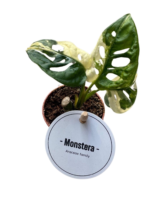 <h4>Monstera obliqua Leichtlinii</h4>