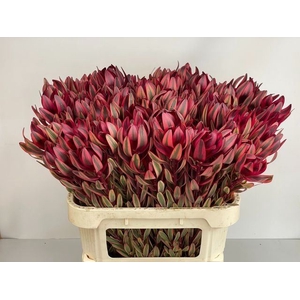 LEUCADENDRON  'JESTER'