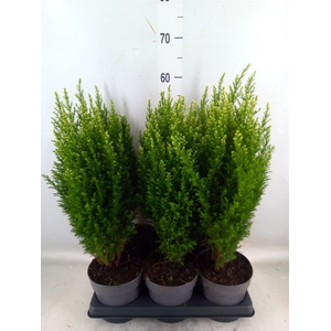 Chamaecyparis laws. 'Snow White'