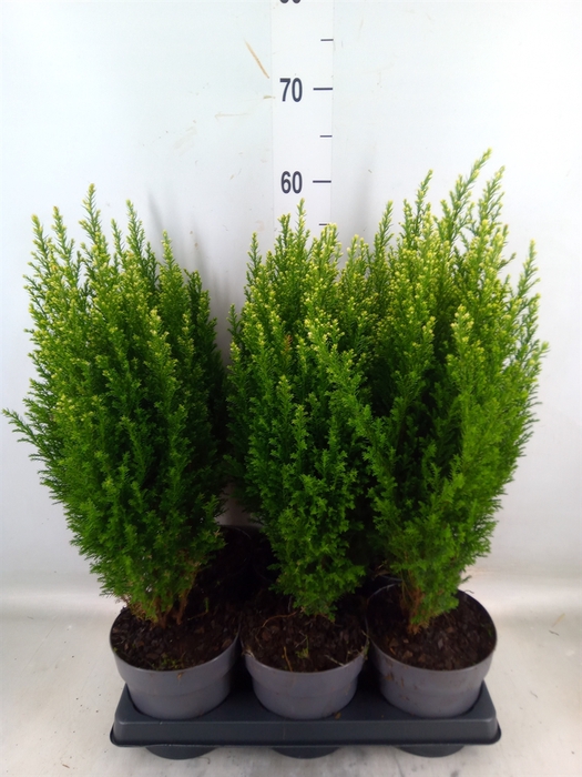 <h4>Chamaecyparis laws. 'Snow White'</h4>