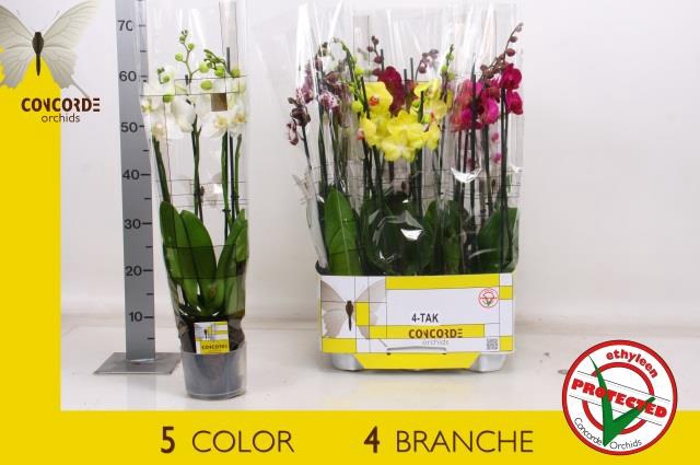 PHAL GEM 5 KL
