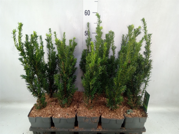 <h4>Taxus media 'Hicksii'</h4>