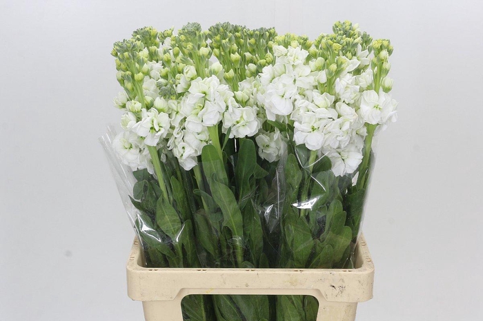 Matthiola Lucinda White