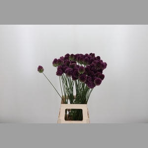 Allium Sphaerocephal (kogel)