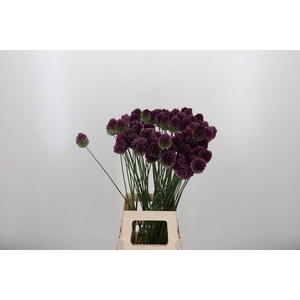 Allium Sphaerocephal (kogel)