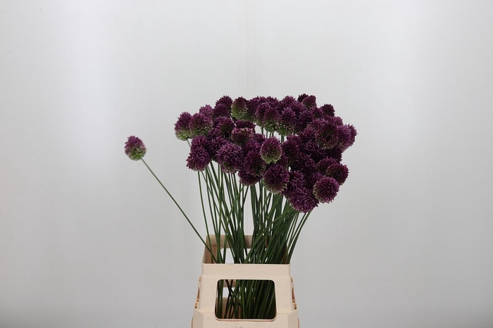 <h4>Allium Sphaerocephal (kogel)</h4>