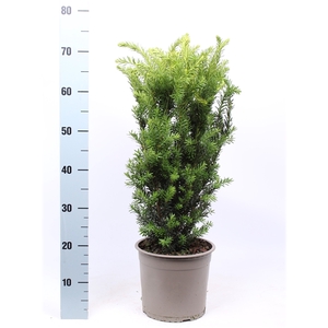 Taxus media 'Hillii'