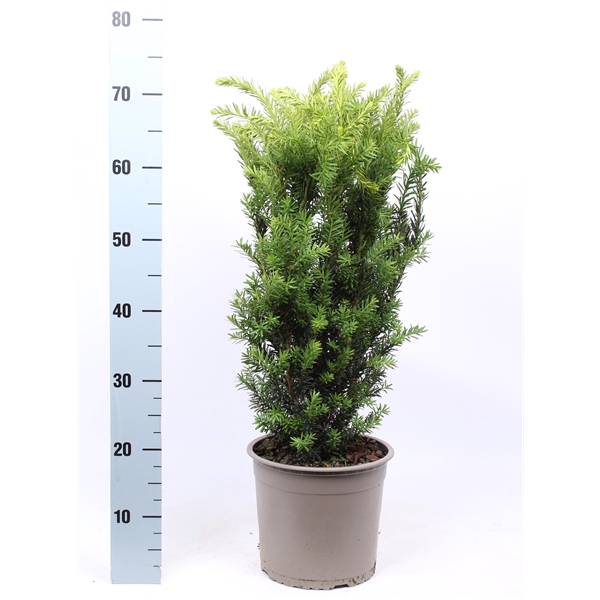 <h4>Taxus media 'Hillii'</h4>
