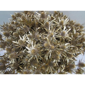 Eryn Orion Antiek L50