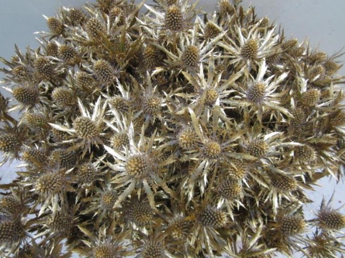 <h4>Eryn Orion Antiek L50</h4>