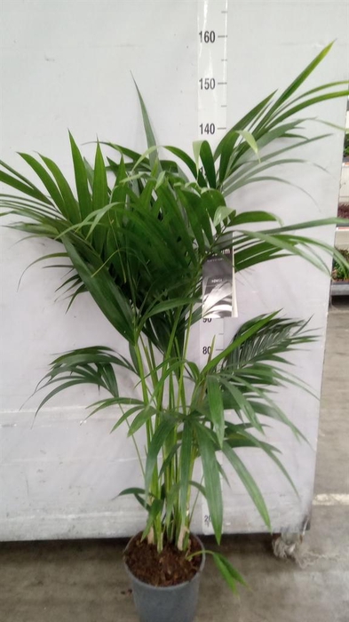 <h4>Howea forsteriana</h4>