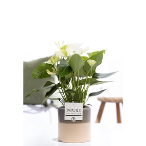 Anthurium white (Elido) in P&PURE Tess 2 cer. green