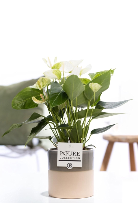 <h4>Anthurium white (Elido) in P&PURE Tess 2 cer. green</h4>