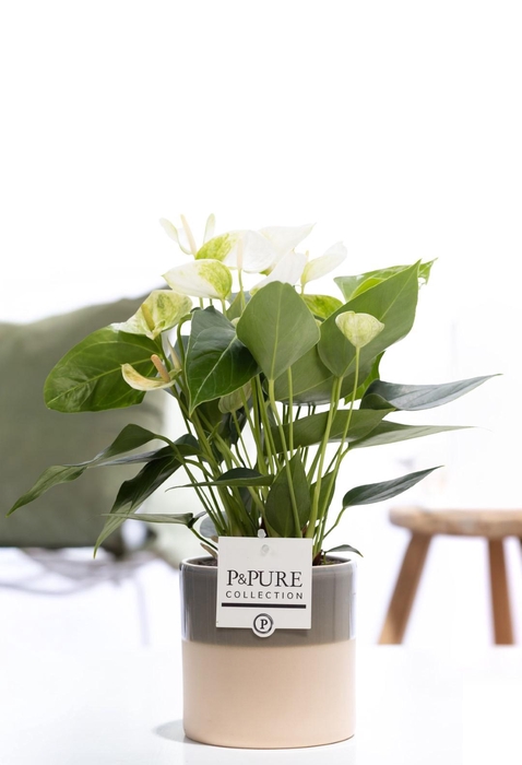 <h4>Anthurium white (Elido) in P&PURE Tess 2 cer. green</h4>