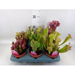 Sarracenia   ...