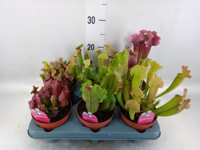 <h4>Sarracenia   ...</h4>