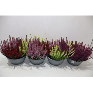 Callu B-l Quattro Gem In Pot