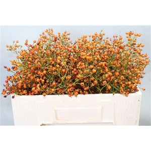 ROSA PRINSBERRY ORAN