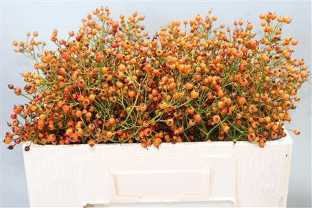 <h4>ROSA PRINSBERRY ORAN</h4>