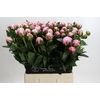 Paeonia Sarah Bernhardt