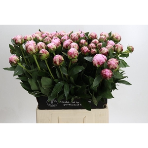 Paeonia Sarah Bernhardt