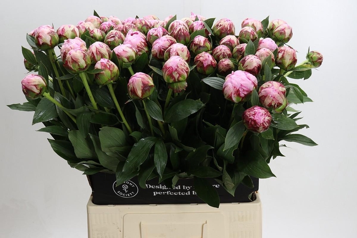 <h4>Paeonia Sarah Bernhardt</h4>