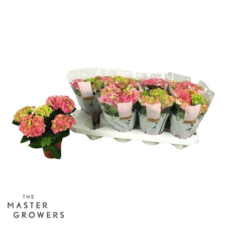 <h4>Hydrangea Macr. 10cm Candy Heart Pink 3+ Bloem</h4>