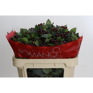 Hypericum Rocky Romance Spray