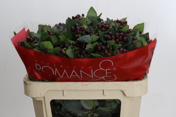 <h4>Hypericum Rocky Romance Spray</h4>