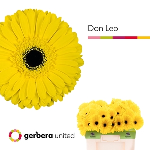 Gerbera Don Leo Water