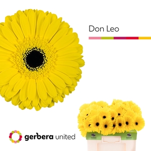 Gerbera Don Leo Water
