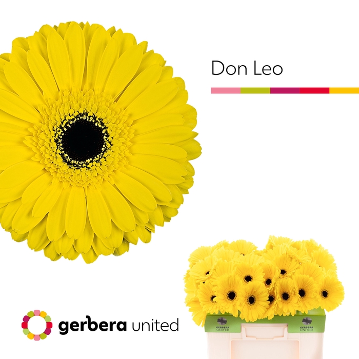 <h4>Gerbera Don Leo Water</h4>