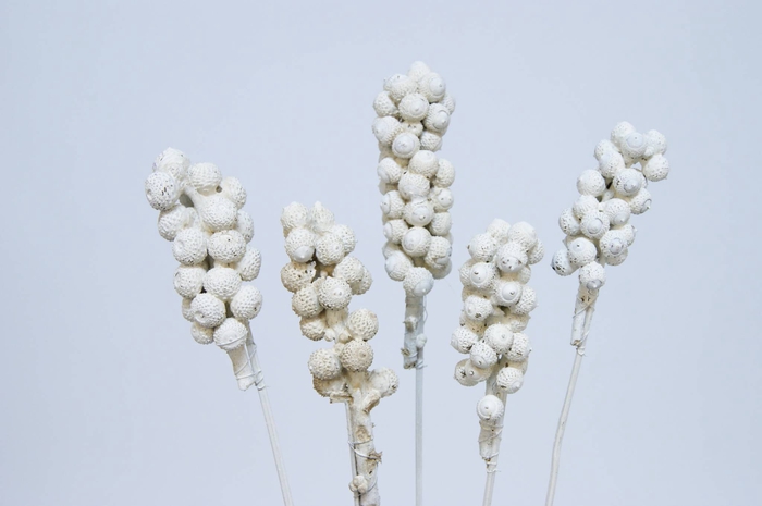 Acorn bunch on stem white