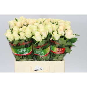 Rosa Gr Charmant