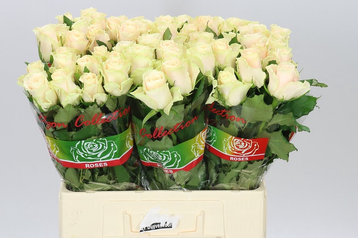 <h4>Rosa Gr Charmant</h4>