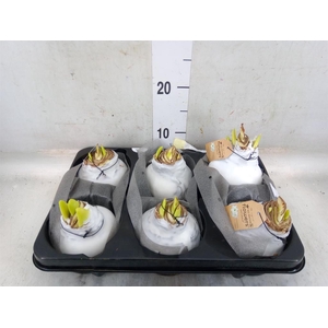 Hippeastrum   ...waxed