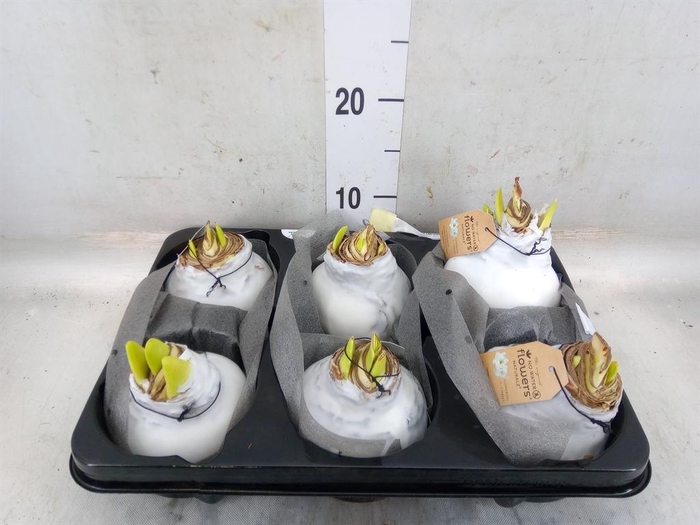 <h4>Hippeastrum   ...waxed</h4>