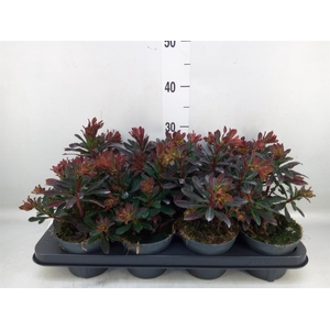 Euphorbia amygdaloides 'Purpurea'