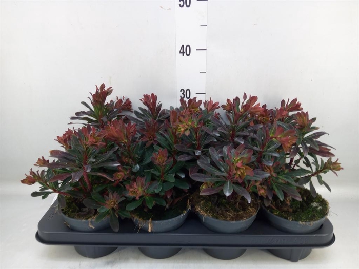 <h4>Euphorbia amygdaloides 'Purpurea'</h4>