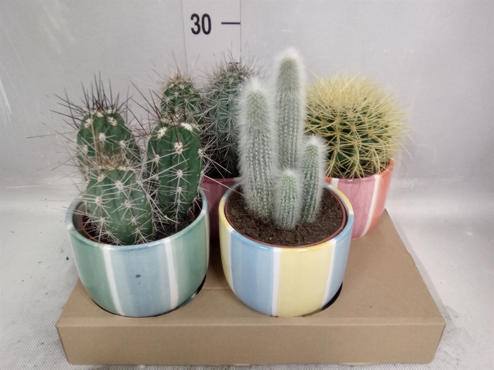 <h4>Cactus   ...</h4>