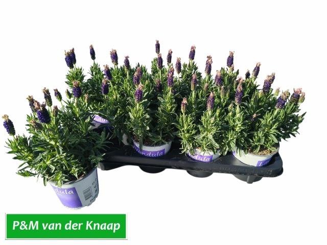 <h4>LAVAN STOECHAS</h4>