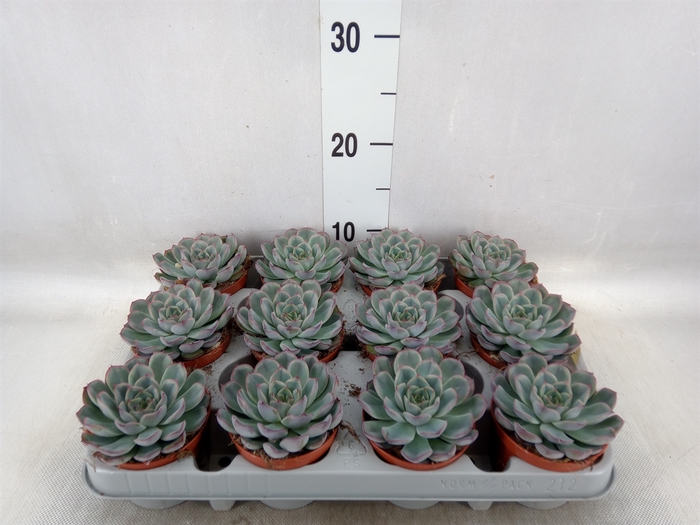 <h4>Echeveria  'Hercules'</h4>