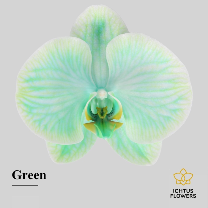 <h4>Phalaenopsis</h4>