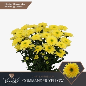 CHR TR COMMANDER YELLOW CHR T COMMA